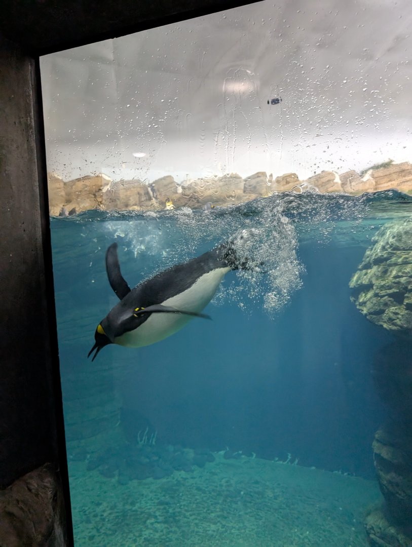 Oceanium - King Penguin