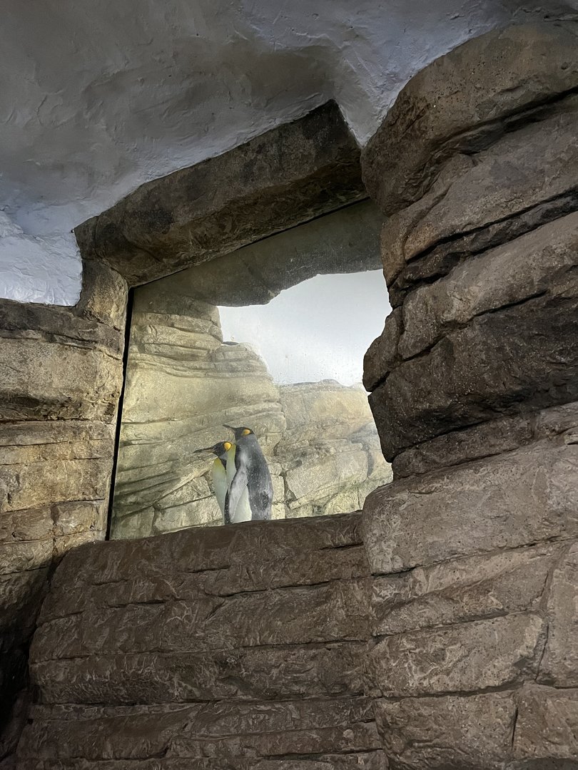 Oceanium- King penguins in raised area 13.7.23