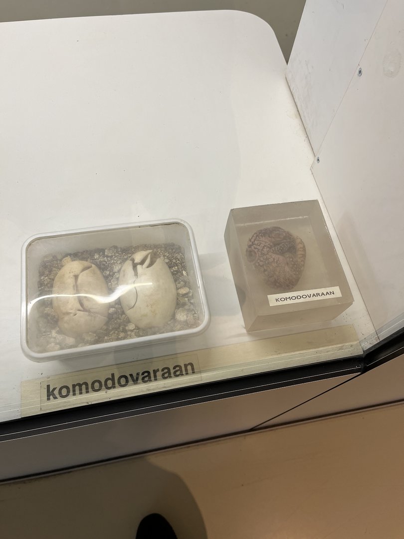Oceanium- Komodo dragon models (?) 13.7.23