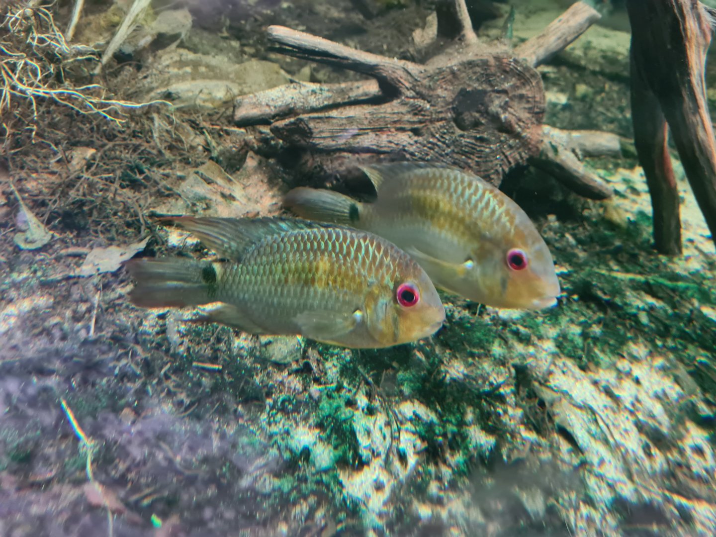 Oceanium - Krobia cichlids