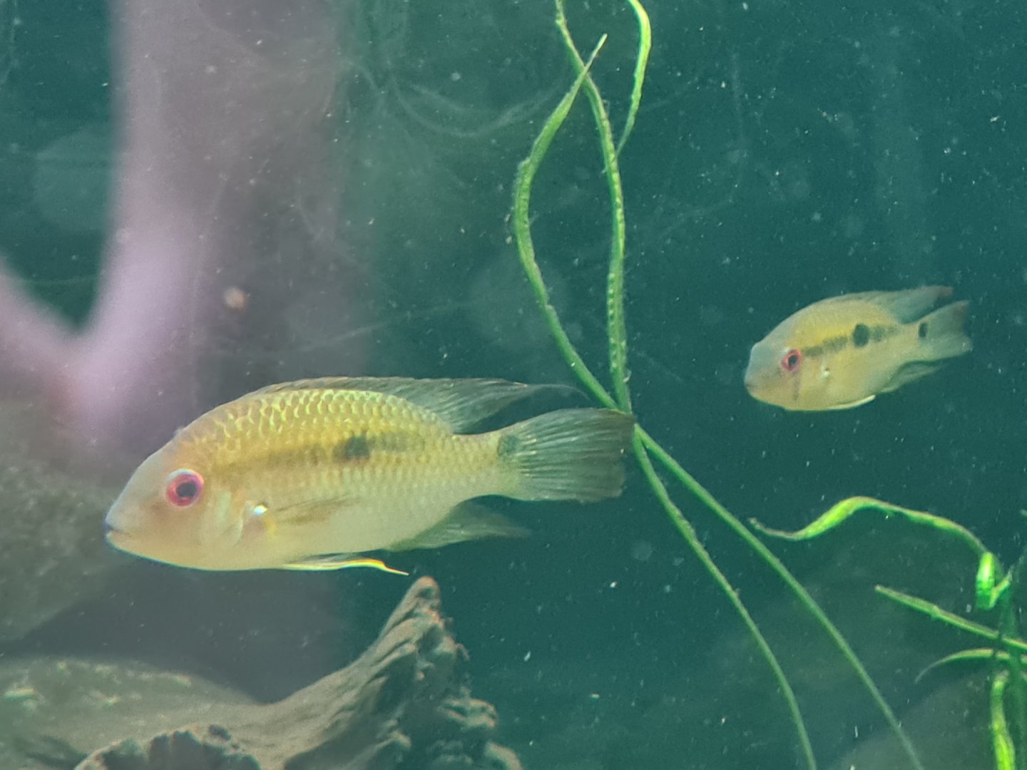Oceanium - Krobia cichlids