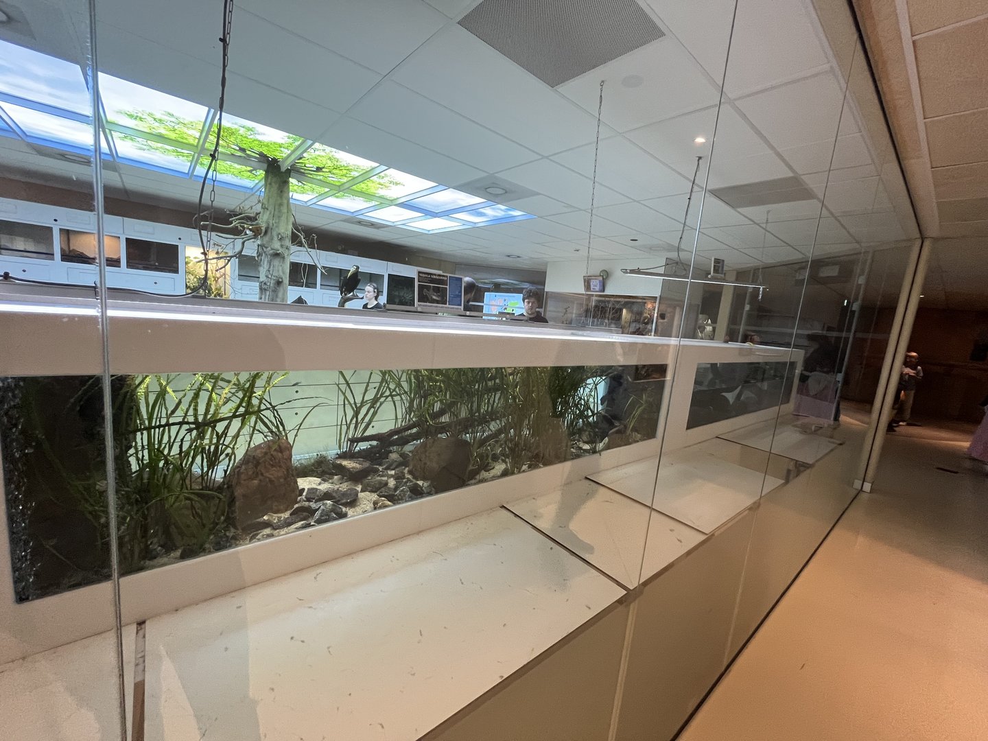 Oceanium- Lake Titicaca water frog enclosures 13.7.23