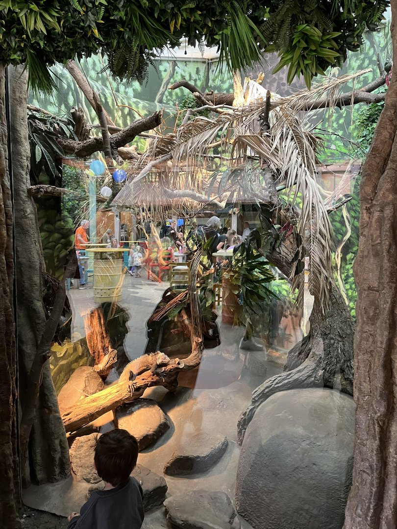 Oceanium- Lesser Antilean iguana enclosure (sorry for glare) 13.7.23