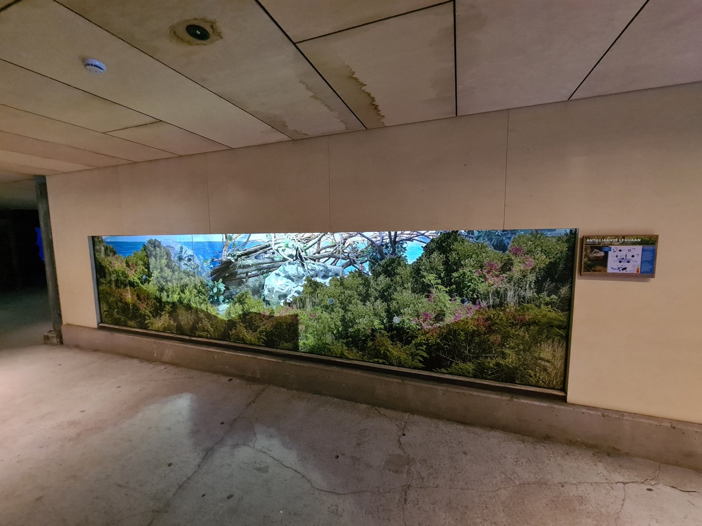 Oceanium - Lesser Antillean iguana enclosure in Conservation centre