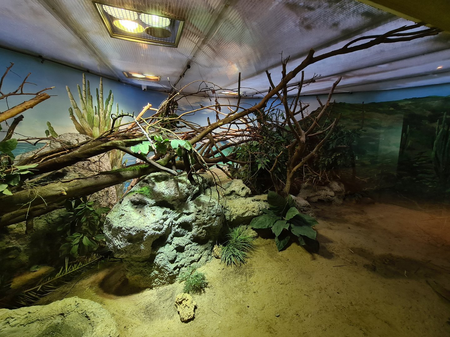 Oceanium - Lesser Antillean iguana enclosure in Conservation centre
