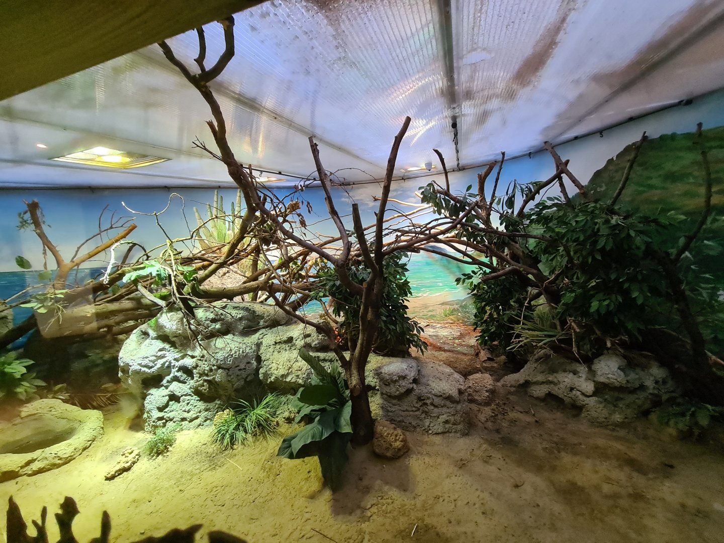 Oceanium - Lesser Antillean iguana enclosure in Conservation centre