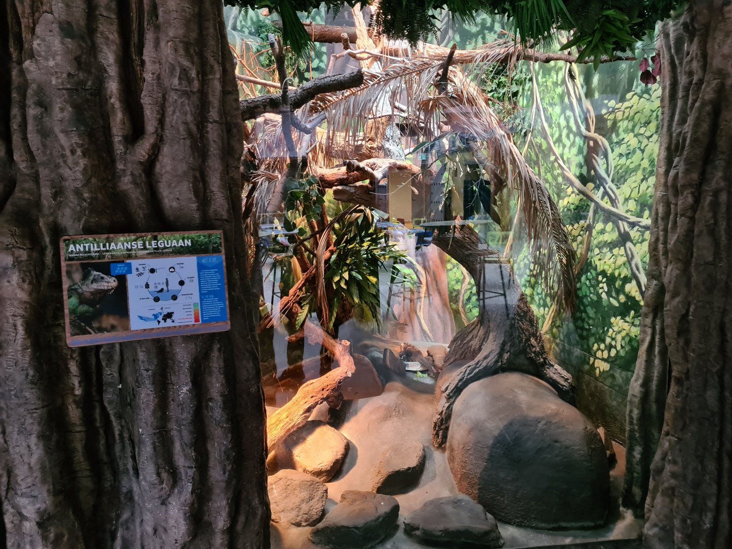 Oceanium - Lesser Antillean iguana enclosure