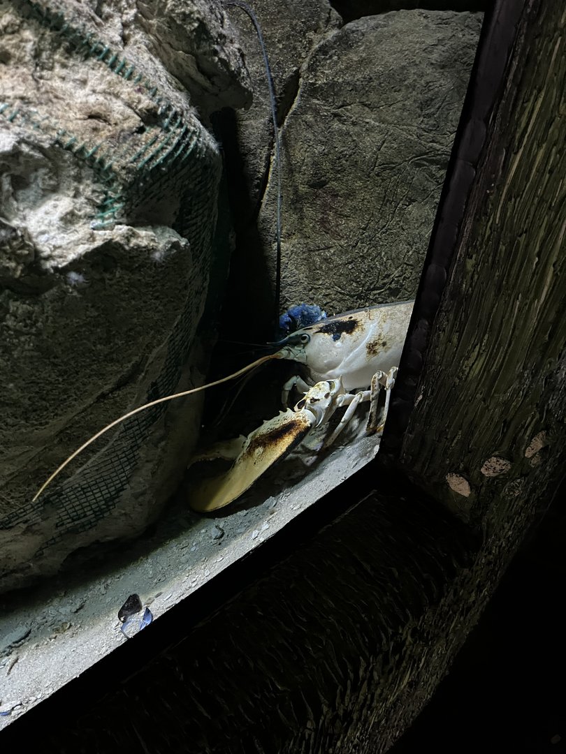 Oceanium- Lobster 13.7.23