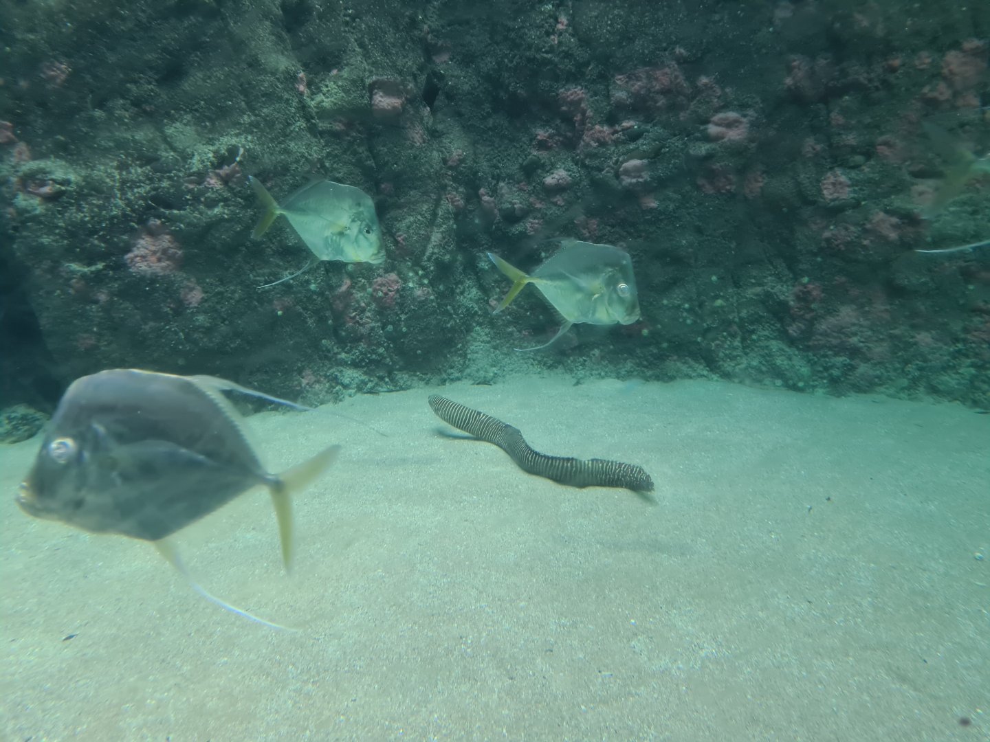 Oceanium - Lookdowns and Convict blenny in Caribbean beach aquarium