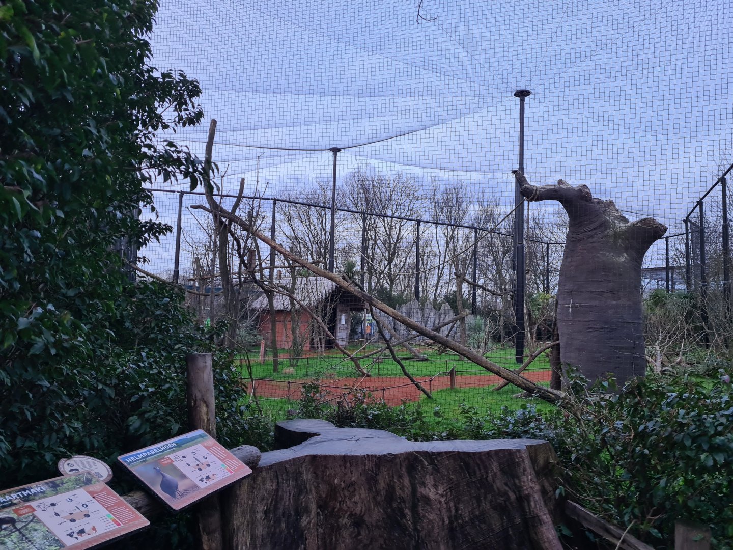 Oceanium - Madagascar aviary (Ring-tailed lemur and Helmeted guineafowl)