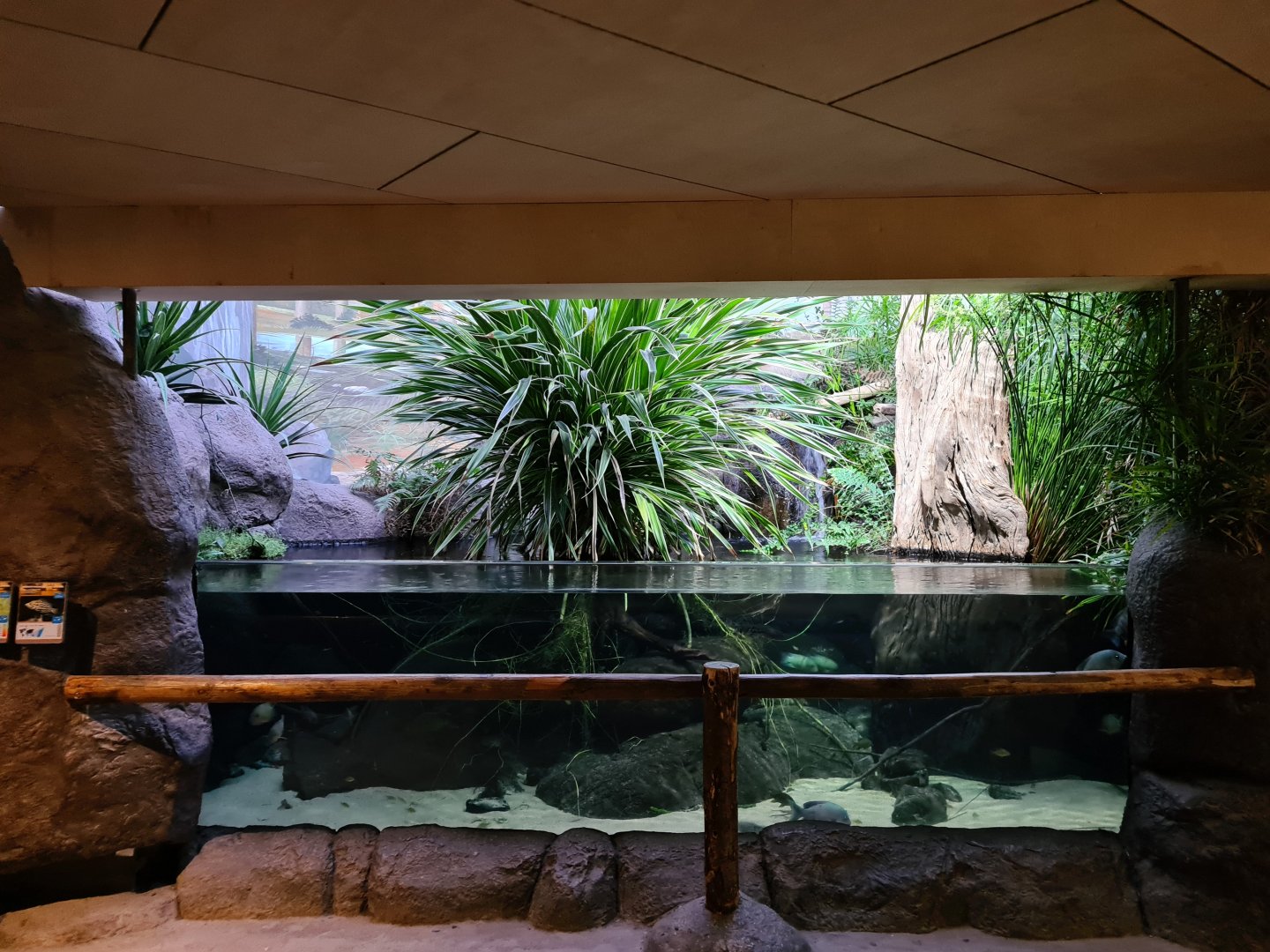 Oceanium - Madagascar cichlid aquarium in Conservation centre