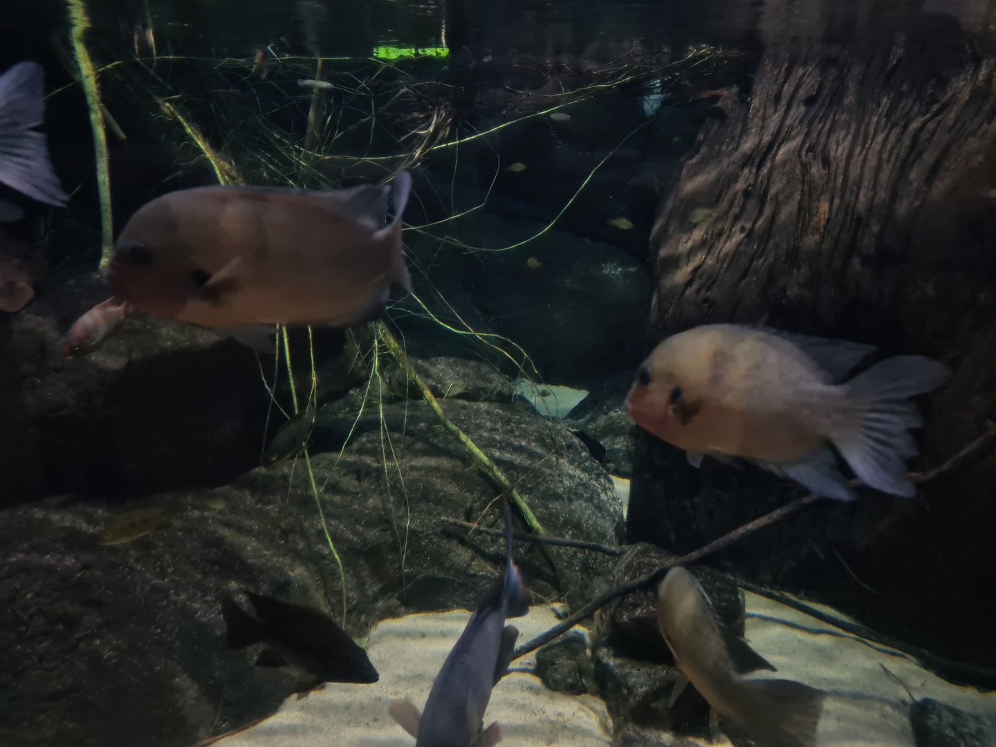 Oceanium - Madagascar cichlids in Conservation centre