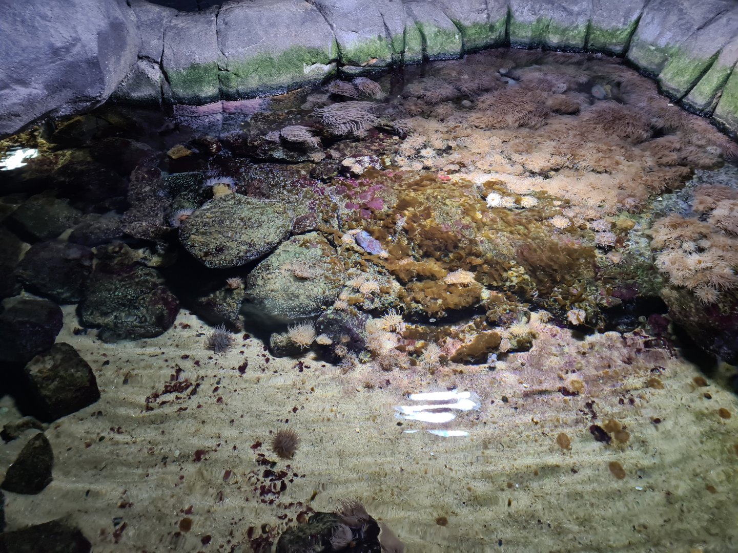 Oceanium - Main tide pool