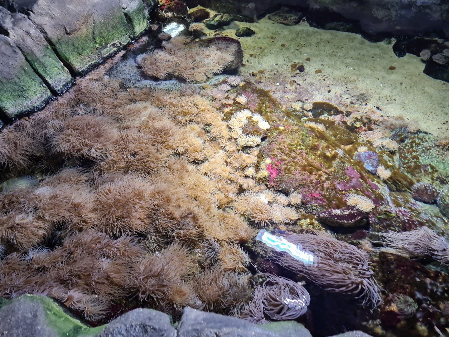 Oceanium - Main tide pool