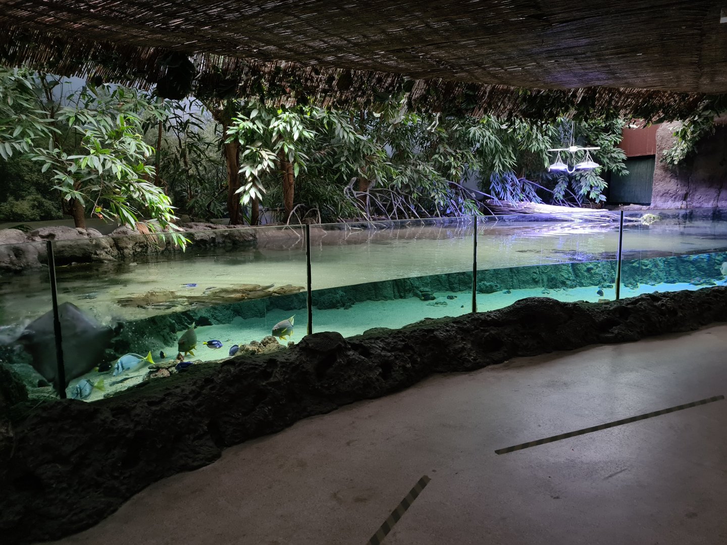 Oceanium - Mangrove aquarium