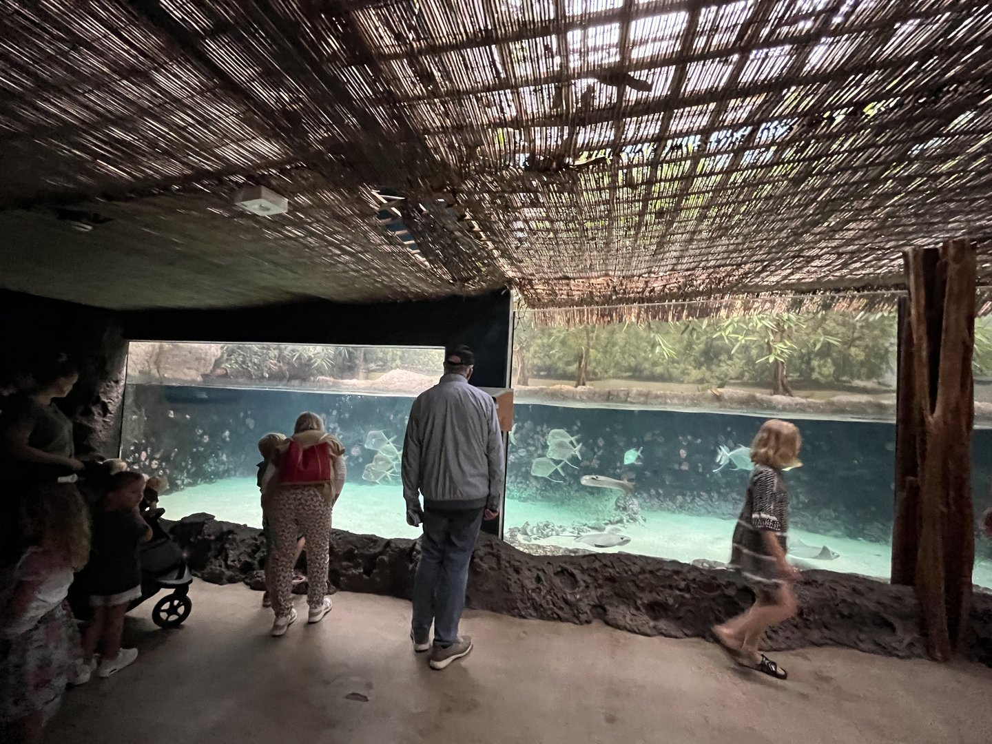 Oceanium- Mangrove tank 13.7.23