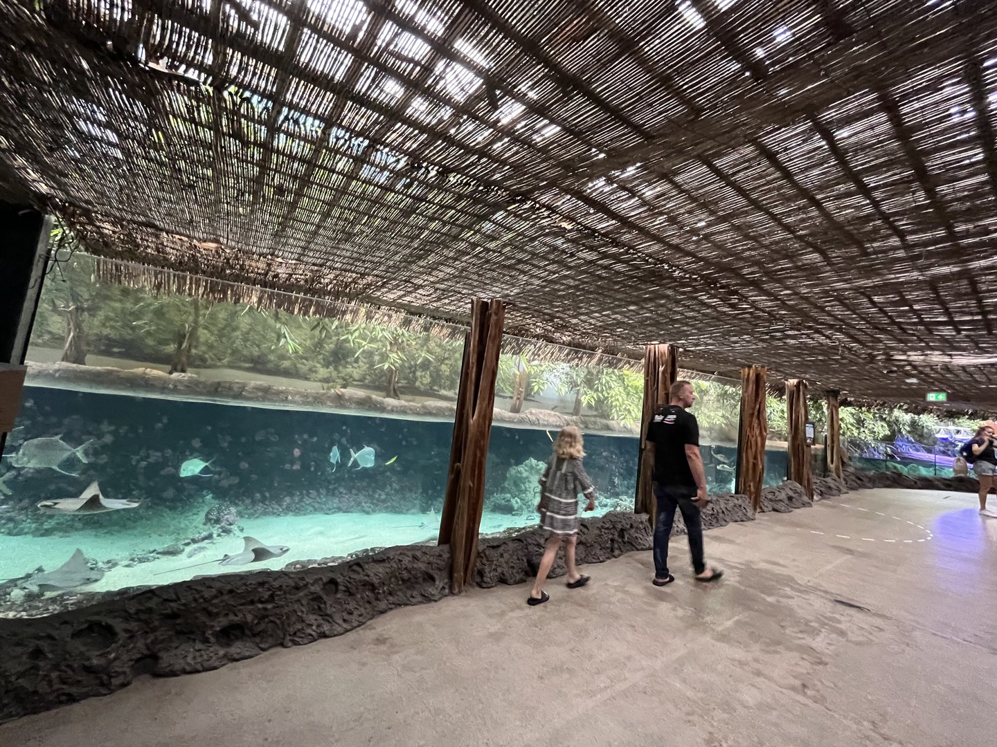 Oceanium- Mangrove tank 13.7.23