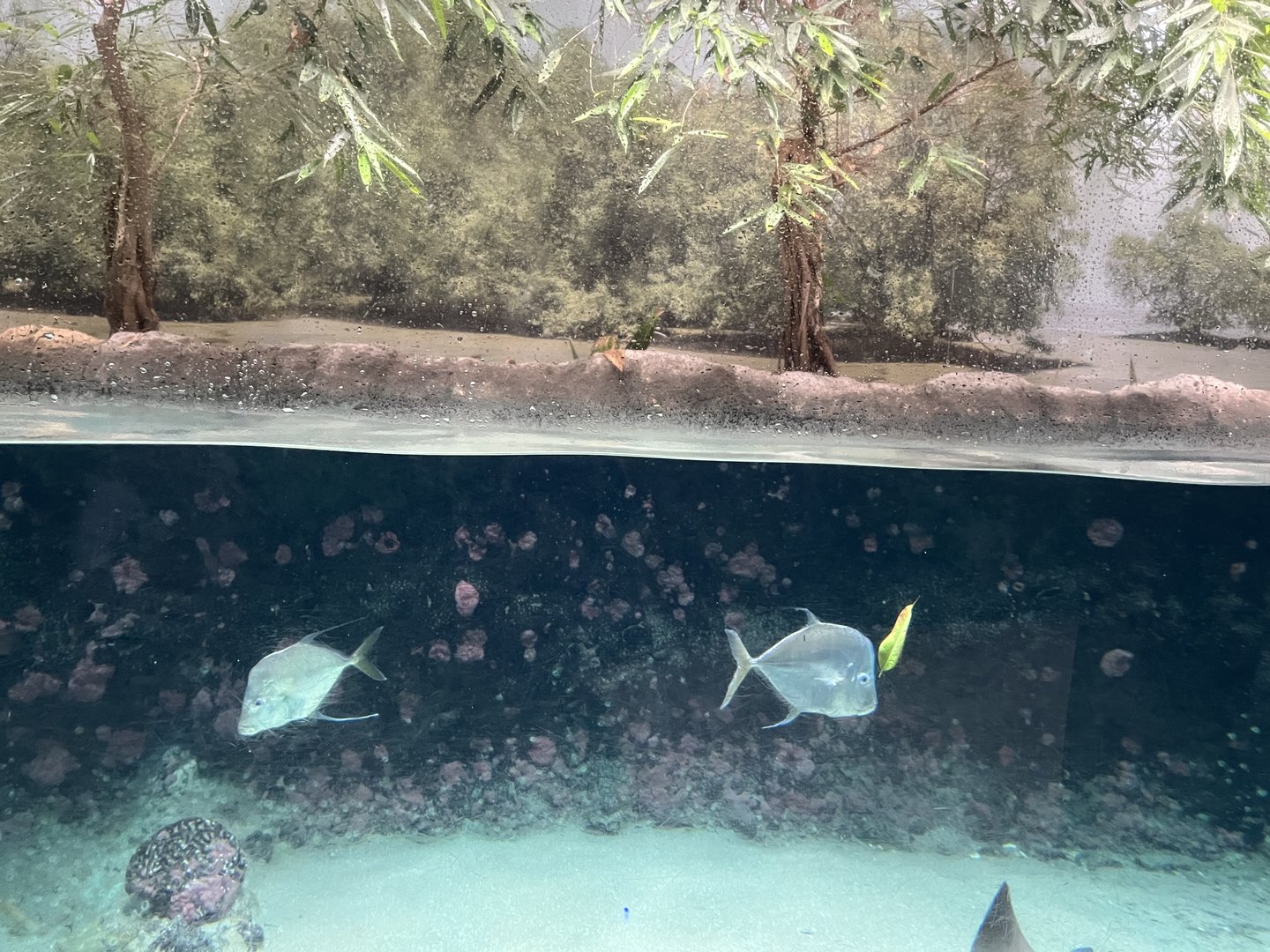 Oceanium- Mangrove tank 13.7.23