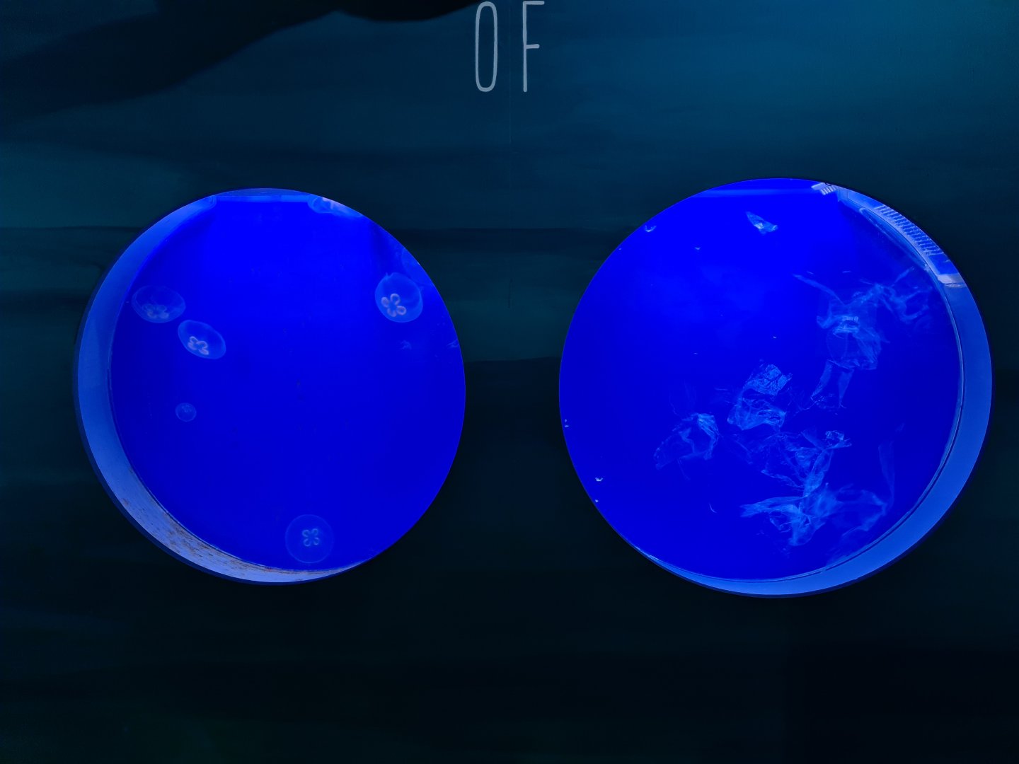 Oceanium - Moon jelly tanks