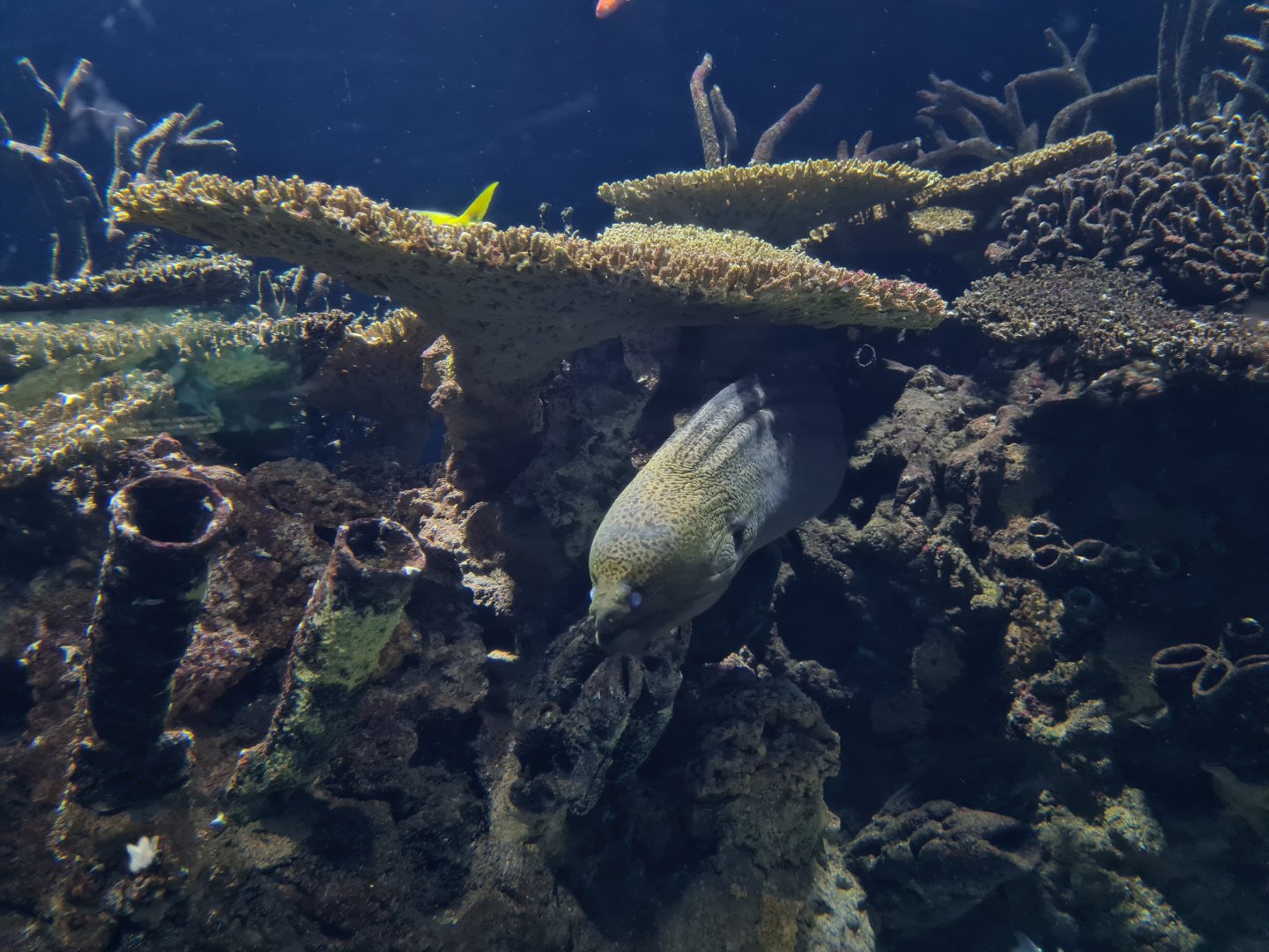 Oceanium - Moray eel in third Great Barrier reef aquarium