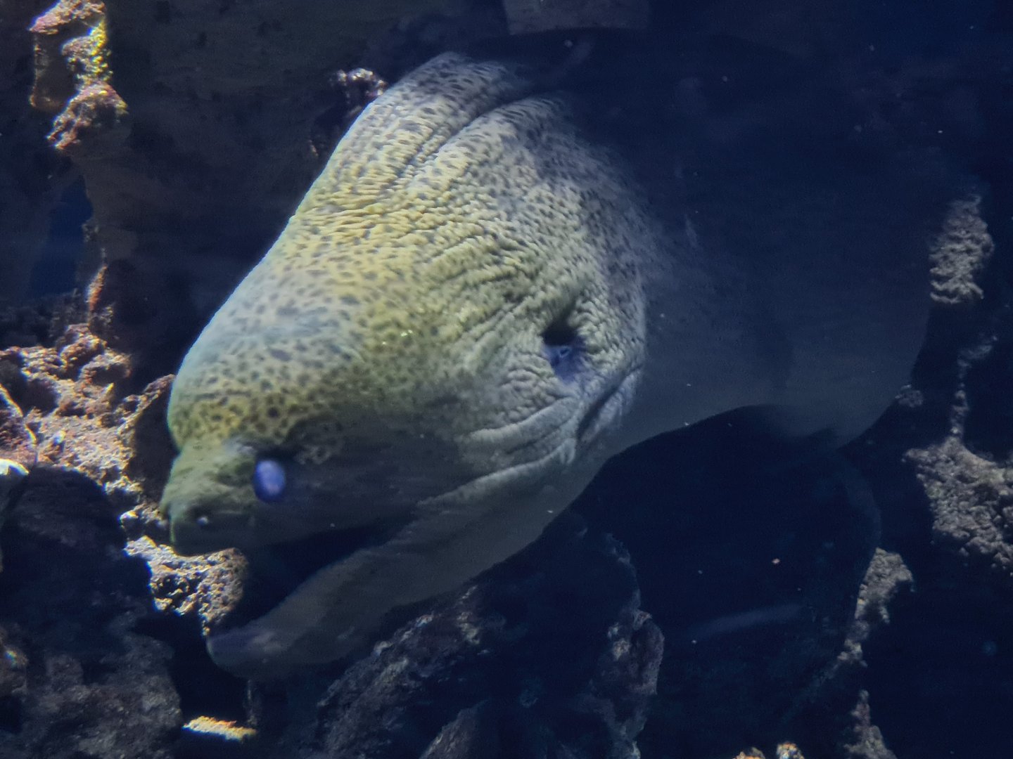 Oceanium - Moray eel in third Great Barrier reef aquarium
