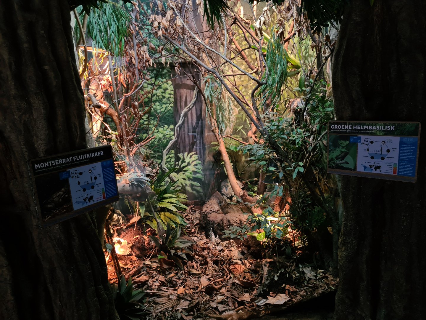 Oceanium - Mountain chicken and Green basilisk enclosure