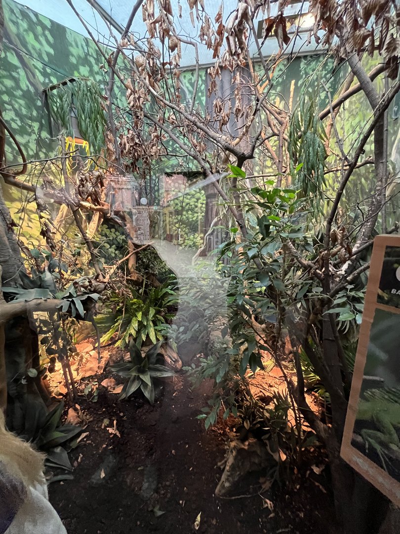 Oceanium- Mountain chicken frog and Green basilisk enclosure 13.7.23