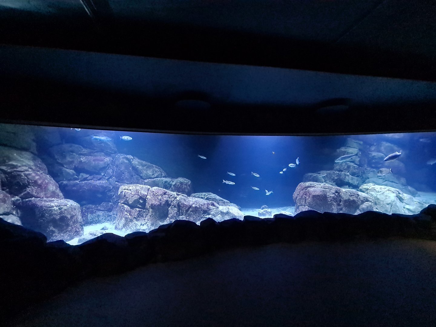 Oceanium - North Sea aquarium