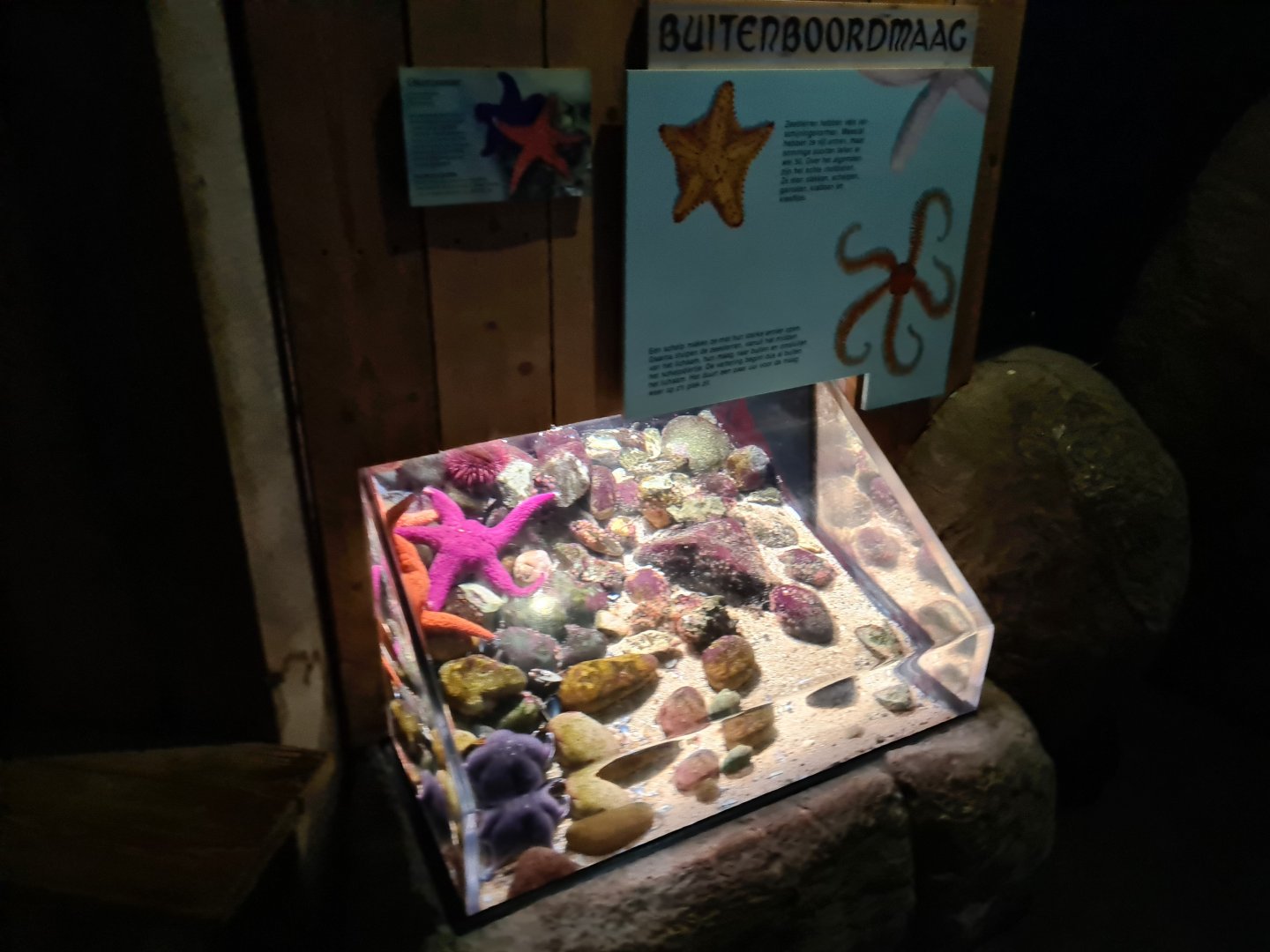 Oceanium - Ochre sea star aquarium