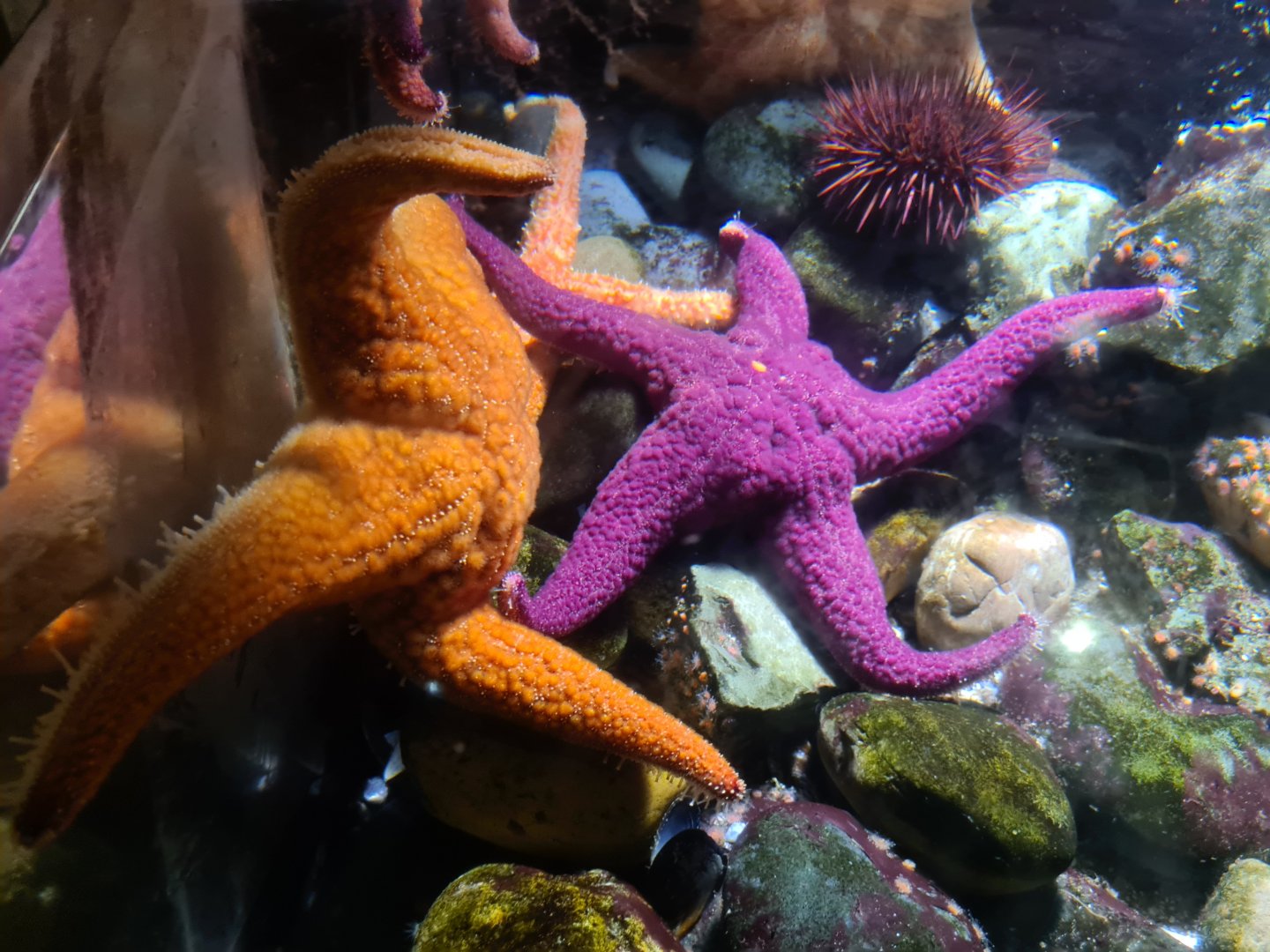 Oceanium - Ochre sea stars
