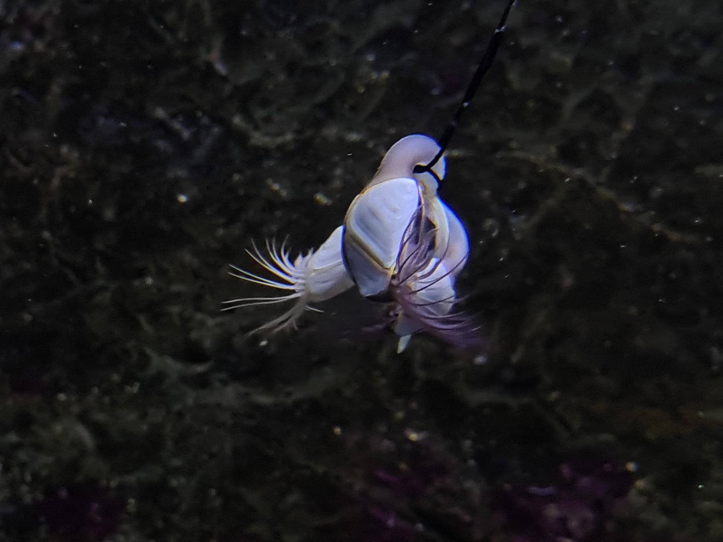 Oceanium - Pelagic gooseneck barnacles