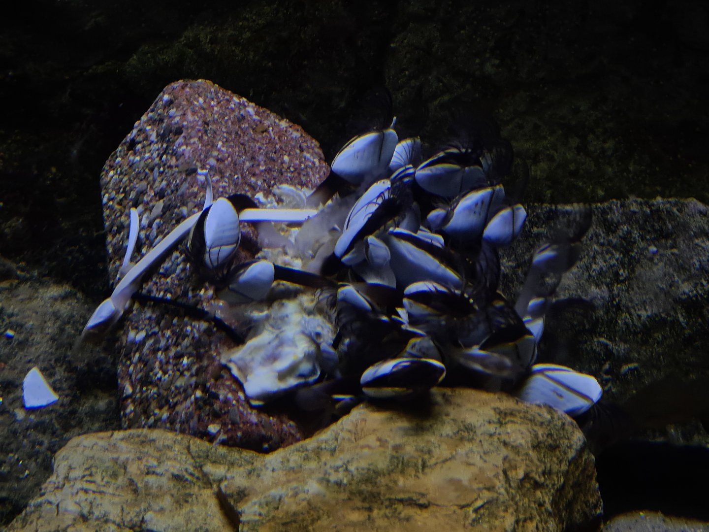 Oceanium - Pelagic gooseneck barnacles