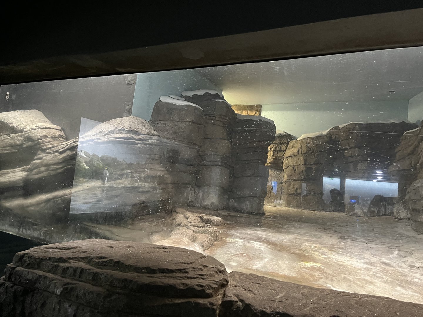 Oceanium- Penguin enclosure 13.7.23