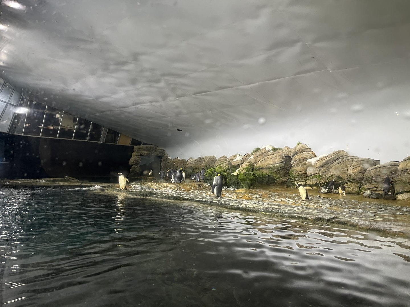 Oceanium- Penguin enclosure 13.7.23