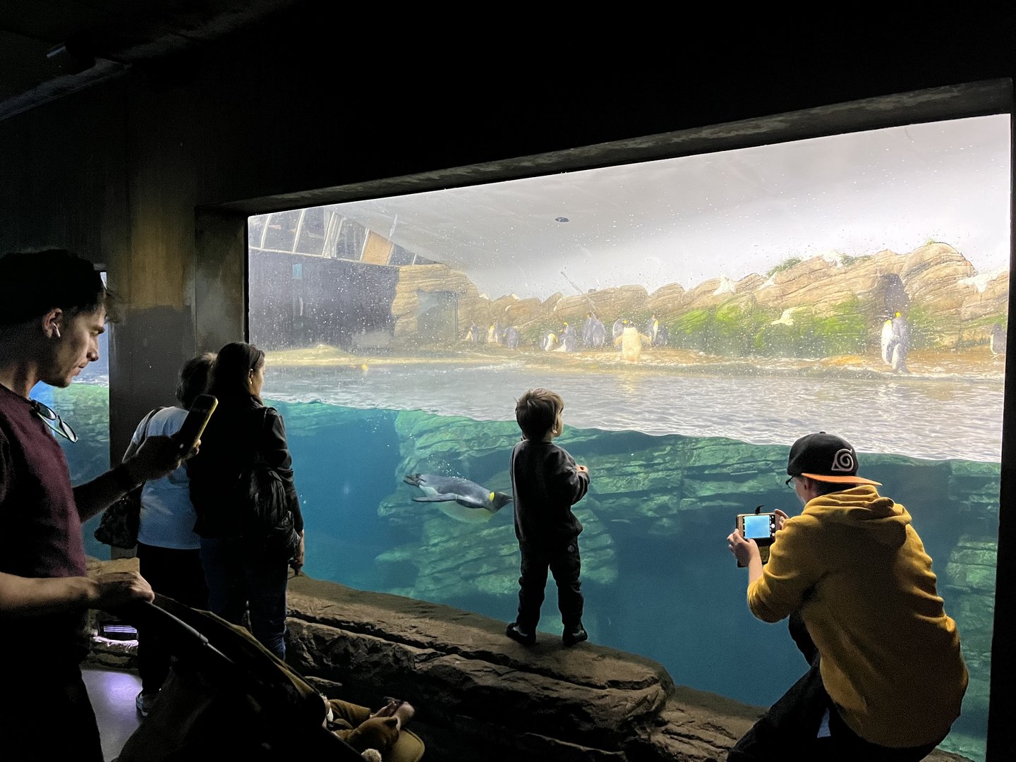 Oceanium- Penguin enclosure 13.7.23