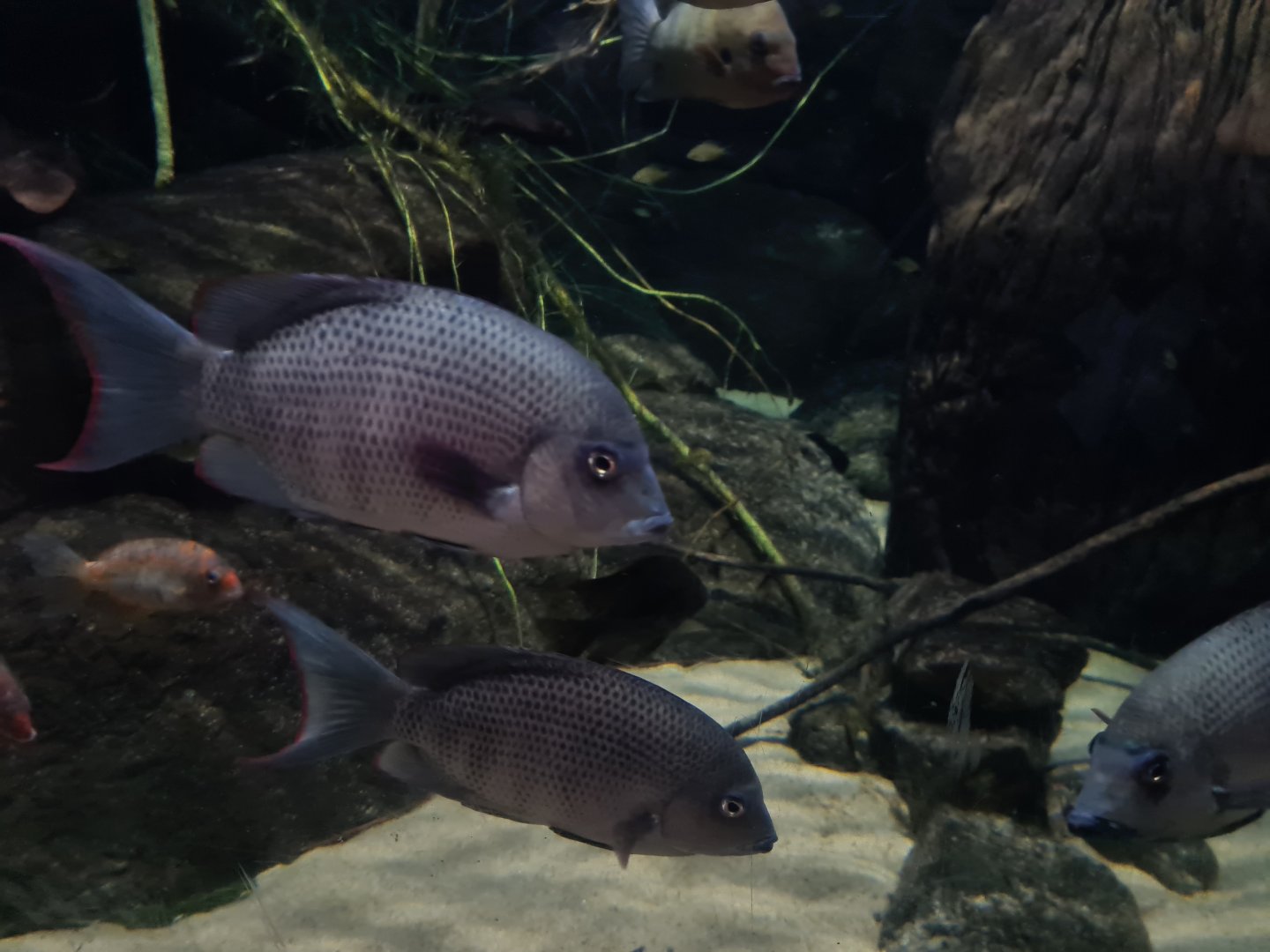 Oceanium - Pinstripe damba in Conservation centre