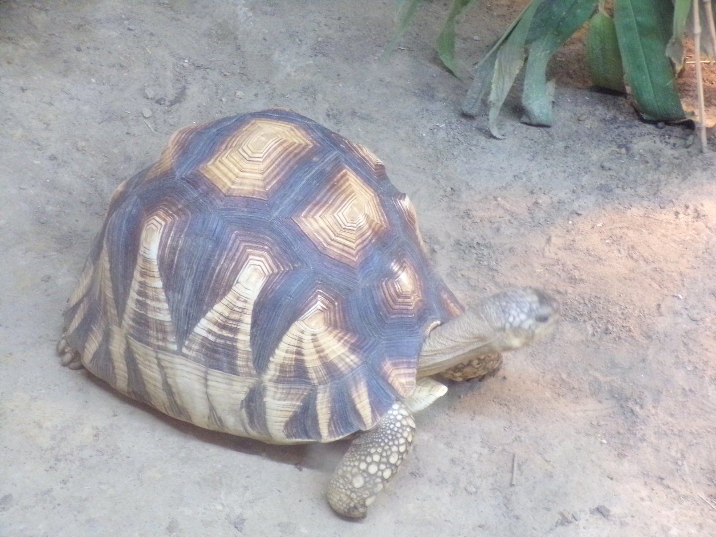 Oceanium- Ploughshare tortoise 13.7.23