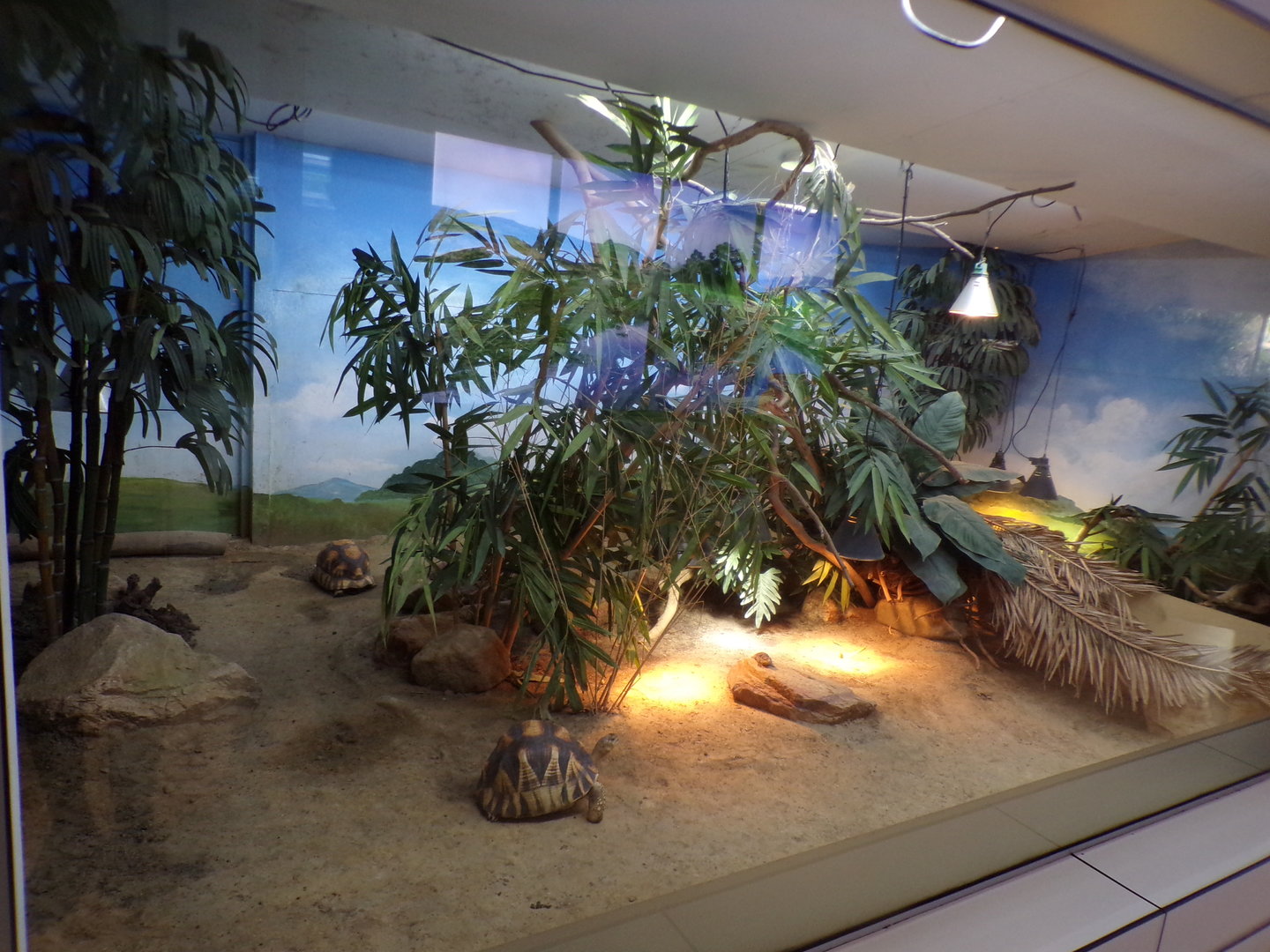 Oceanium- Ploughshare tortoise and Cuvier’s Madagascar swift enclosure 13.7.23