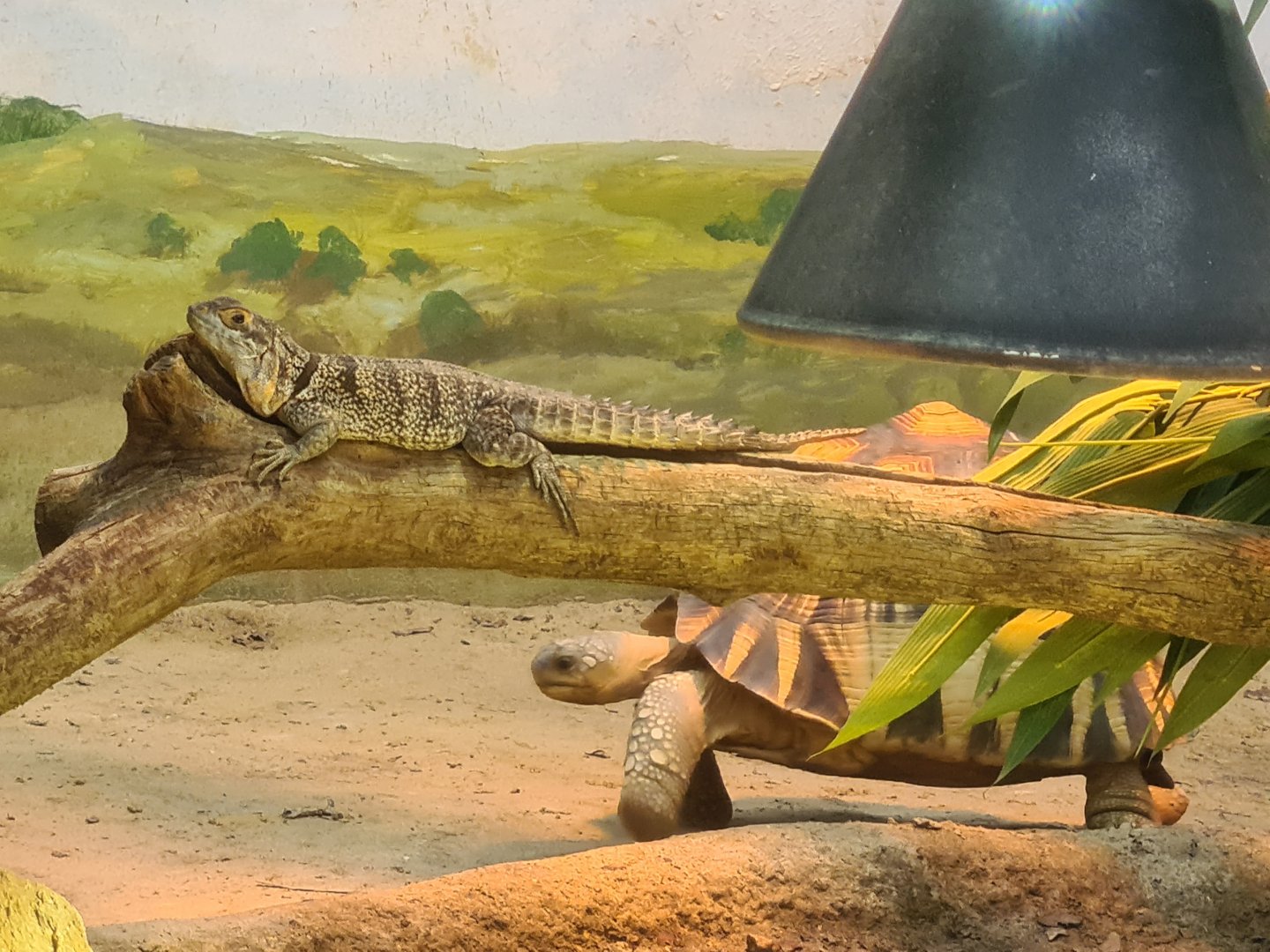 Oceanium - Ploughshare tortoise and Cuvier's Madagascar swift in Conservation centre