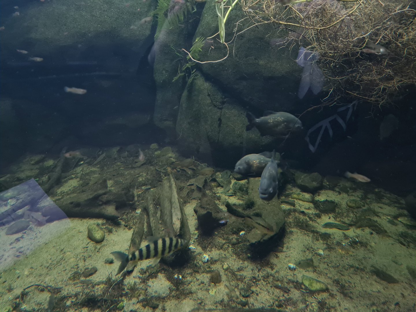 Oceanium - Red-bellied piranha and Banded leporinus in Amazon aquarium