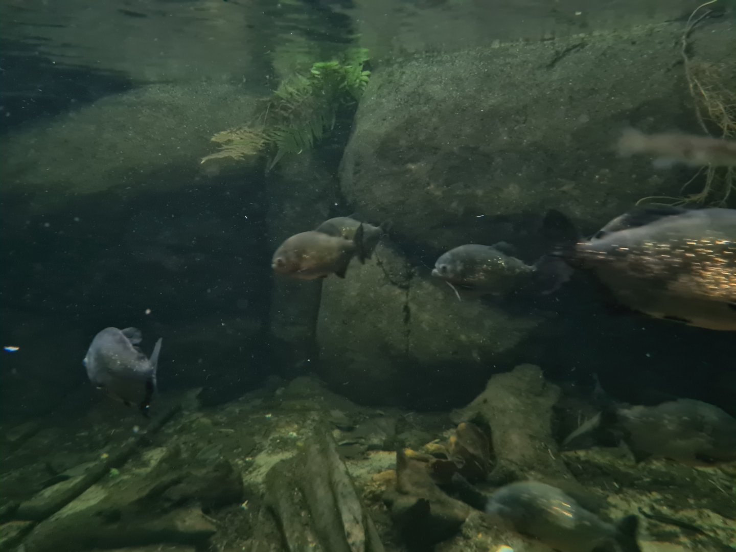 Oceanium - Red-bellied piranha in Amazon aquarium