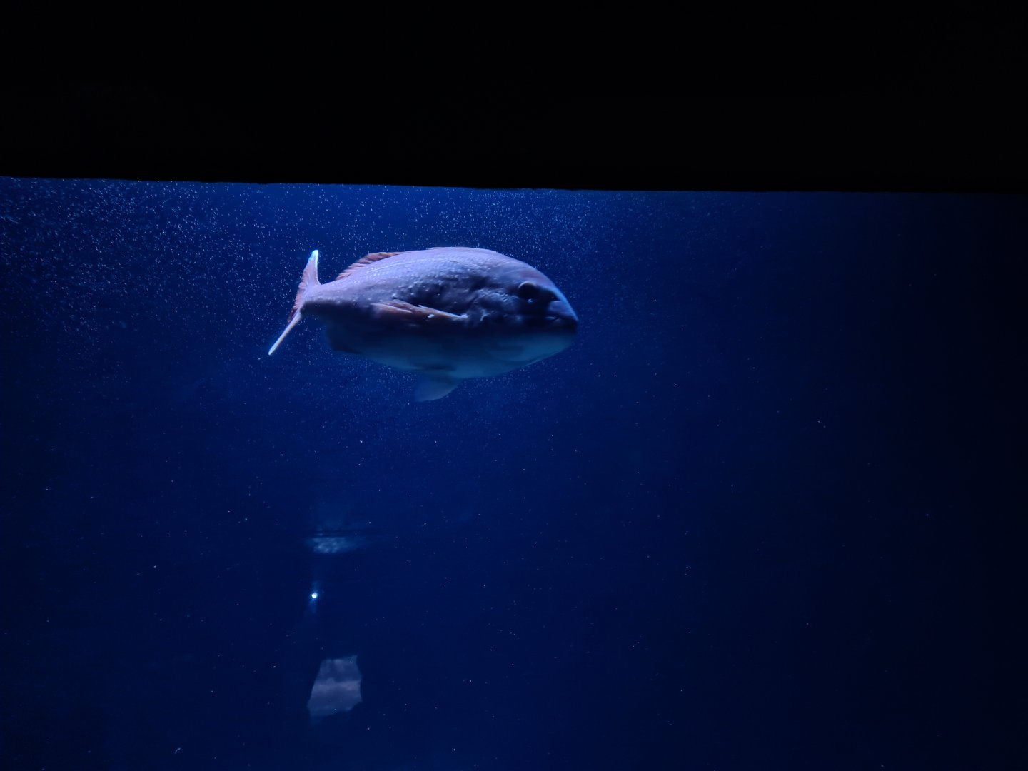 Oceanium - Red porgy in Wreck dive aquarium