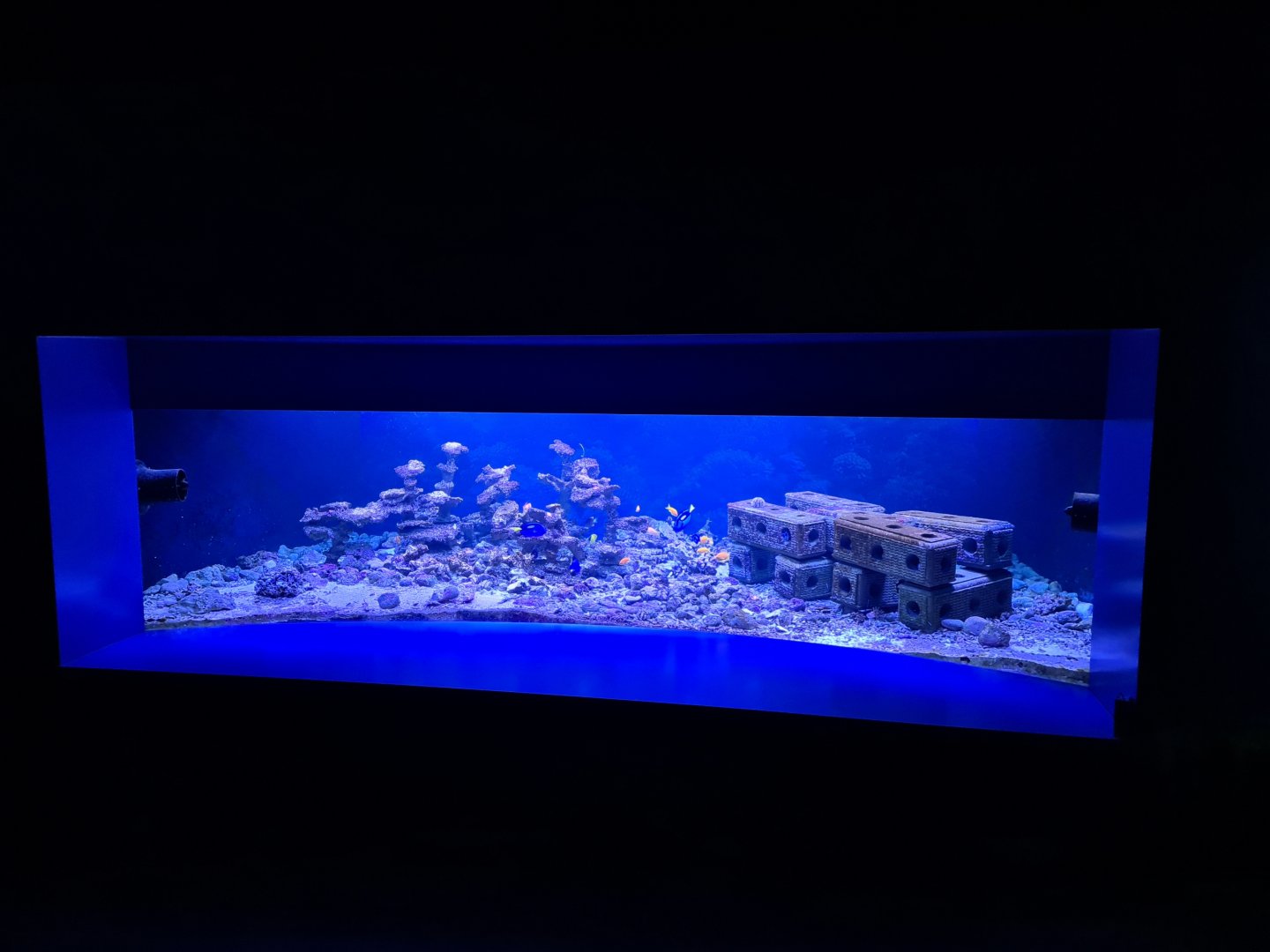 Oceanium - Reef growing tank