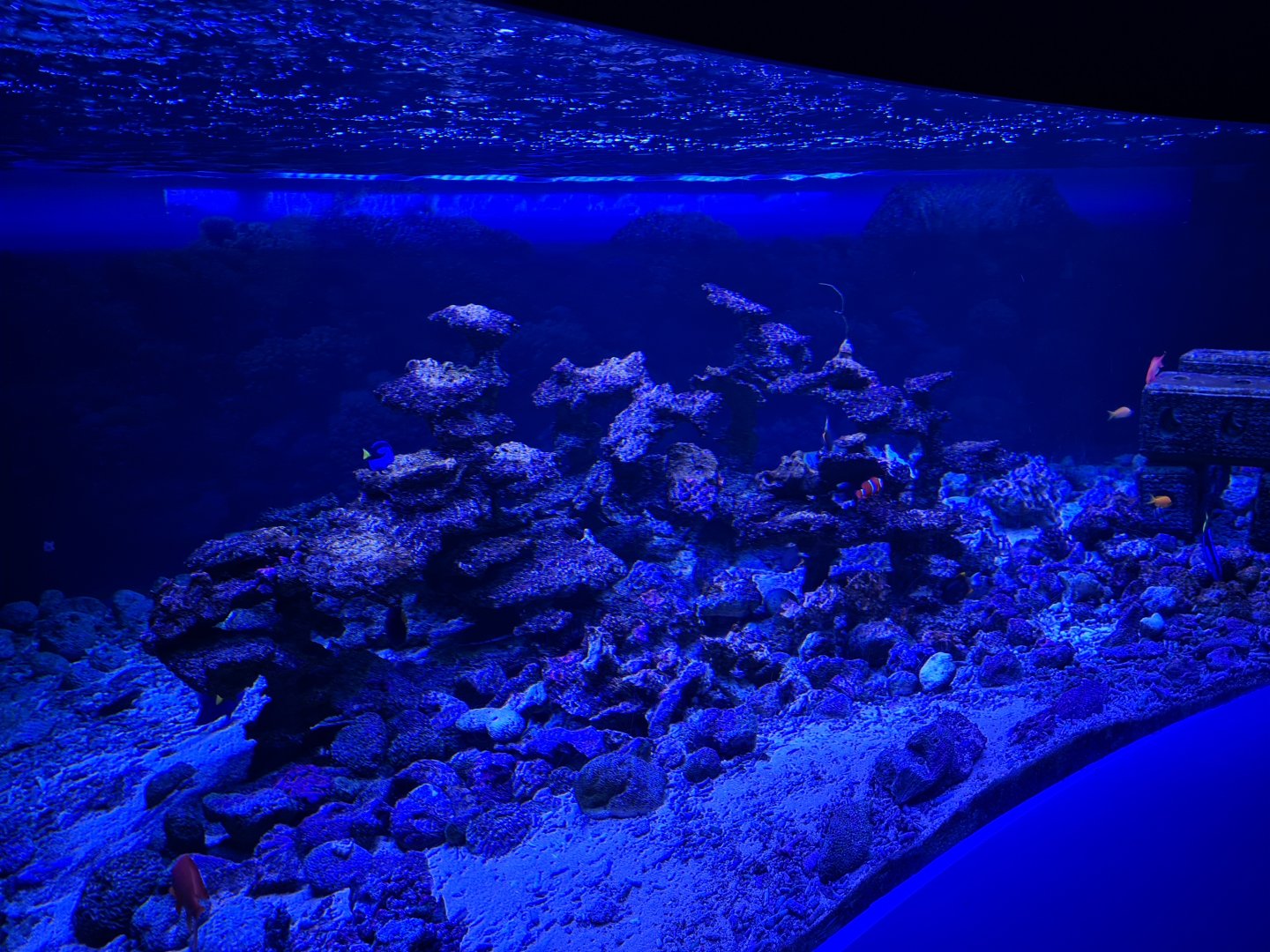 Oceanium - Reef growing tank