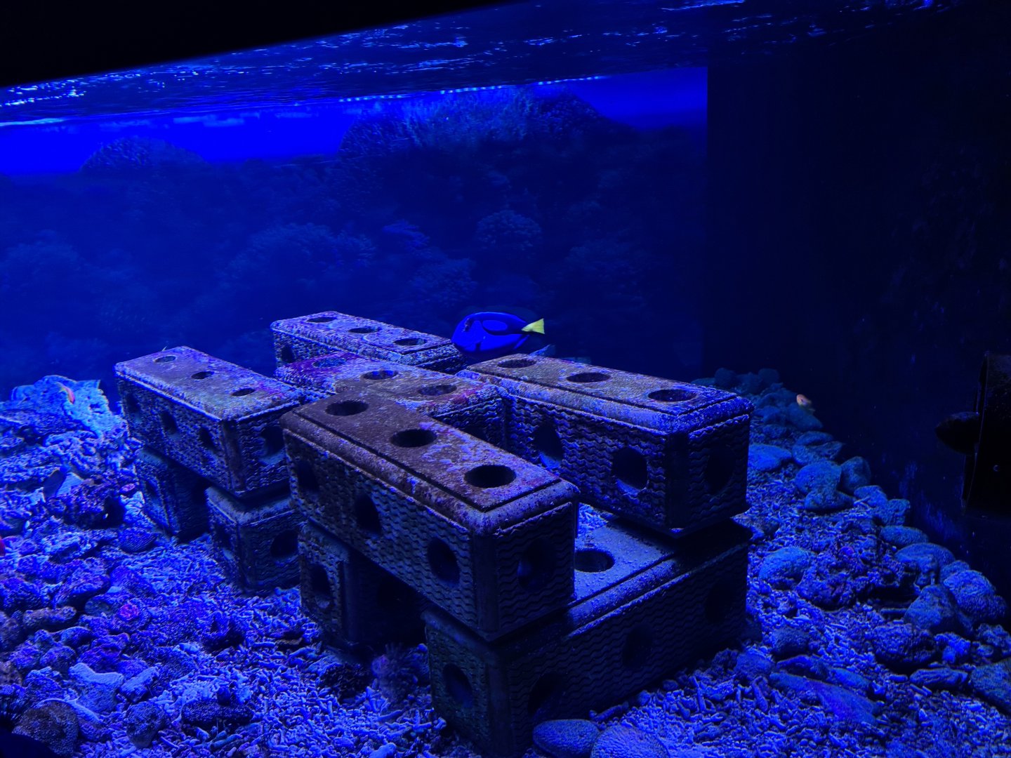 Oceanium - Reef growing tank