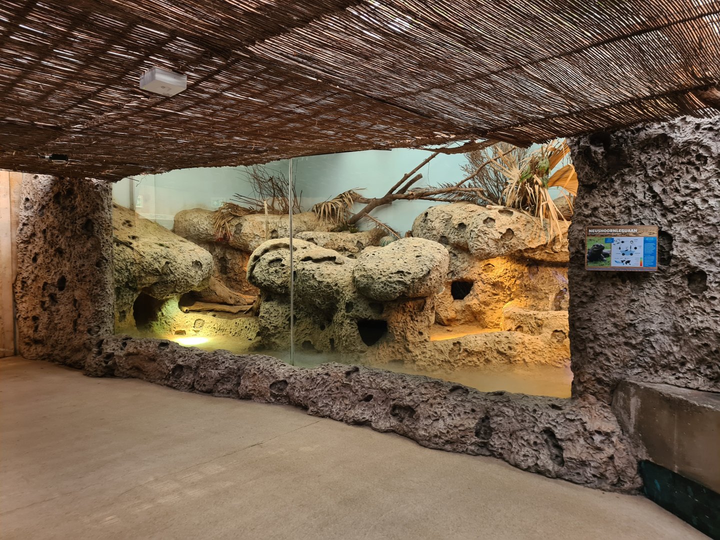 Oceanium - Rhinoceros iguana and Utila spiny-tailed iguana enclosure