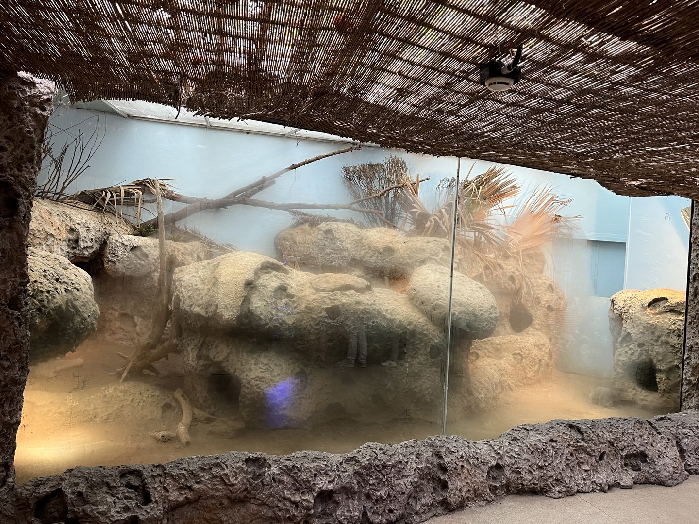 Oceanium- Rhinoceros iguana enclosure 13.7.23