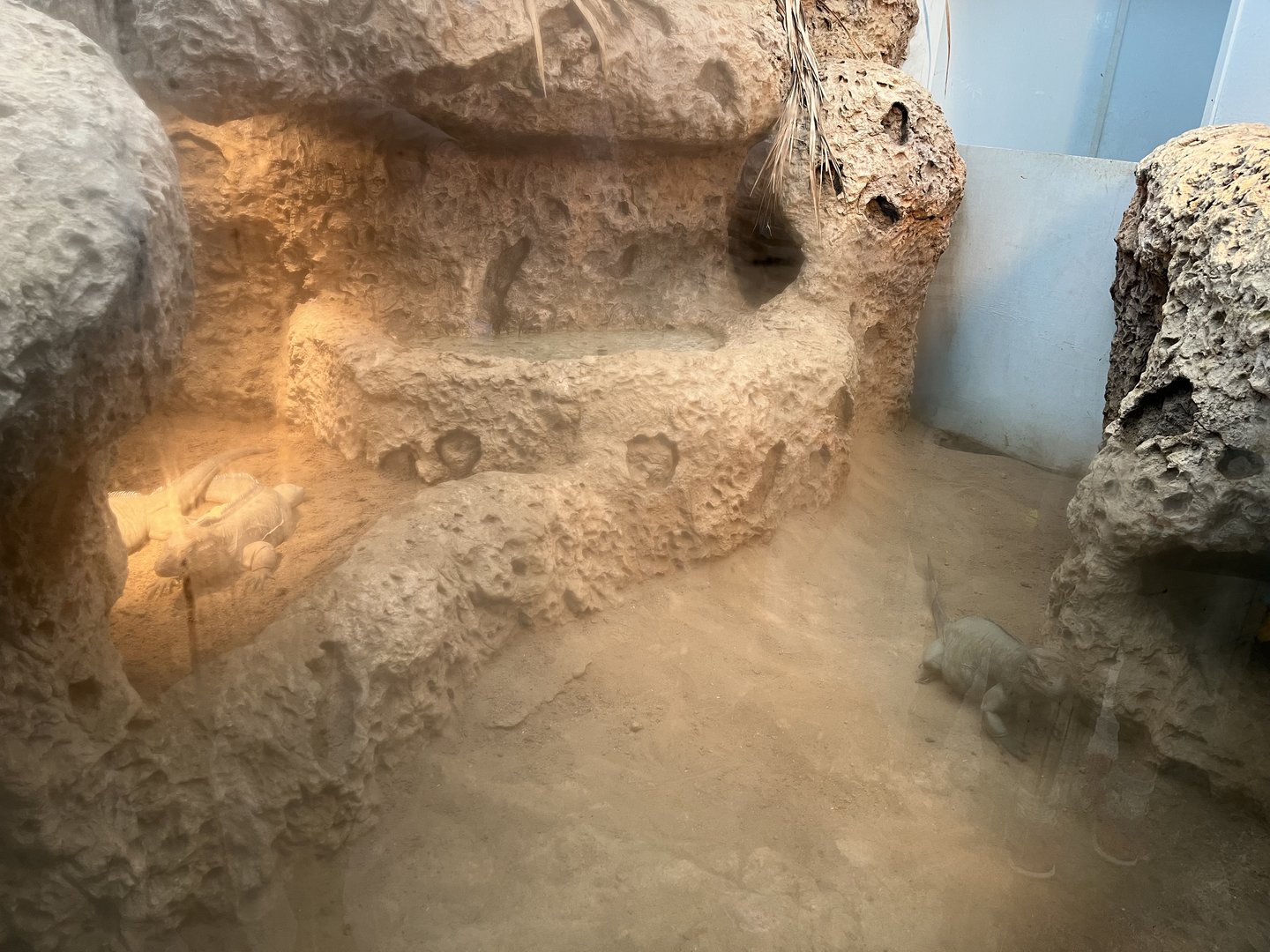 Oceanium- Rhinoceros iguanas 13.7.23