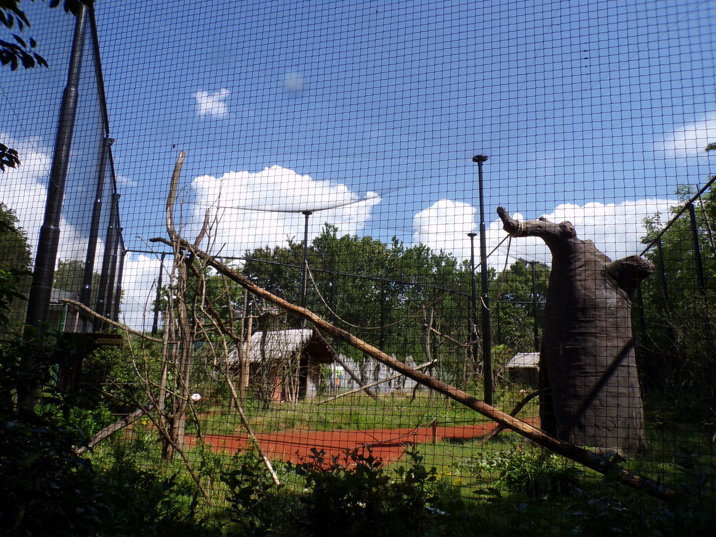 Oceanium- Ring-tailed lemur and Helmeted Gunieafowl enclosure 13.7.23
