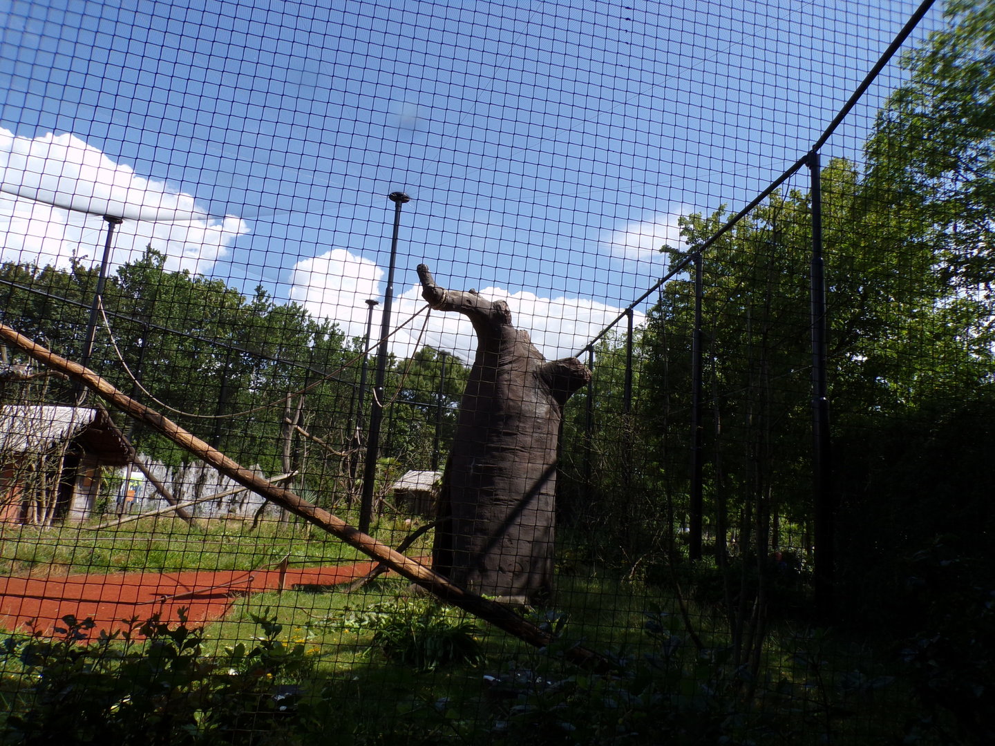 Oceanium- Ring-tailed lemur and Helmeted Gunieafowl enclosure 13.7.23